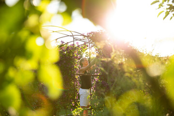 Woman pruning flowers owing on trellis in sunny garden