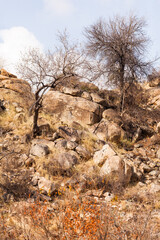 A rocky outcrop which is a common feature near the Afsaal picnic site in the Kruger national park, South Africa.