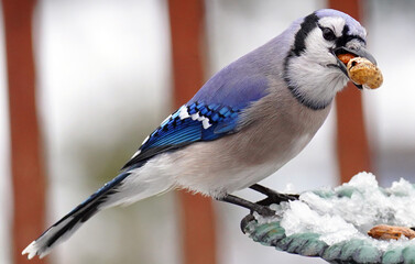  Bluejay alights on a snowy bird feeder looking for a peanut snack
