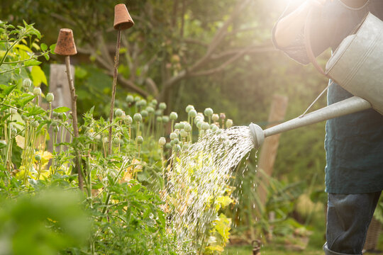 Man watering vegetable. plants in sunny summer garden