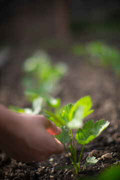 Hand touching green plant growing in dirt in sunny garden