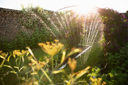 Sprinkler watering plants growing in sunny idyllic summer garden
