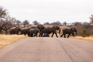 A large herd of elephants cross the road together, while protecting the calf elephants, in the Kruger national park, South Africa.