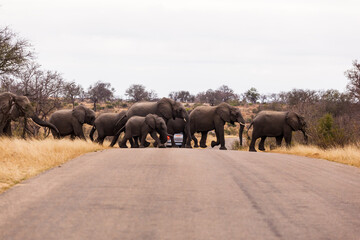 A large herd of elephants cross the road together, while protecting the calf elephants, in the...