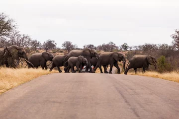 Tuinposter A large herd of elephants cross the road together, while protecting the calf elephants, in the Kruger national park, South Africa. © dougholder