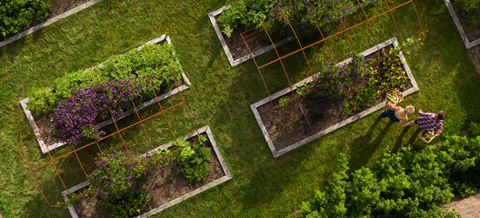 Aerial view couple harvesting vegetables in garden with raised beds