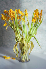 Dried yellow tulip flowers close up. Wilted bouquet of tulips. Beautiful bright spring composition of wilted, dry tulips.