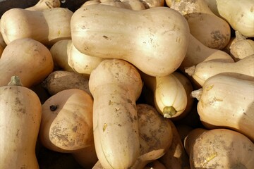 Butternut-Kürbis