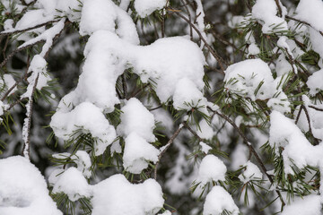 Background of white snow lying on pine branches with green needles.