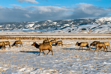 Wilk elk in Wyoming USA © skostep