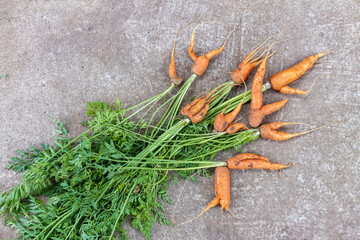 Homegrown organic carrot home garden concrete background top view flat lay.