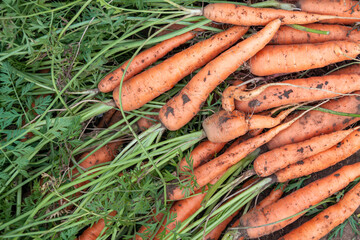 Homegrown heap organic carrot home garden green grass background top view flat lay.