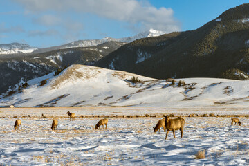 Wilk elk in Wyoming USA