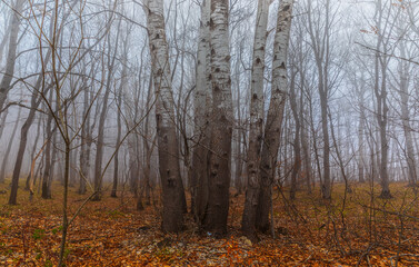 Fototapeta premium Trees with fallen leaves in the fog