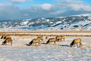Wilk elk in Wyoming USA © skostep