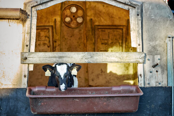 Calf Care. Dairy farm management and calf feeding. Feeding roughage and concentrate for dairy calves in a dairy farm.