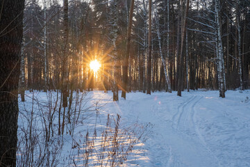 Bright sun rays on the background of a dense forest on a winter evening.