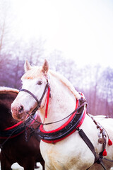 Draft horse in full harness.High quality photo