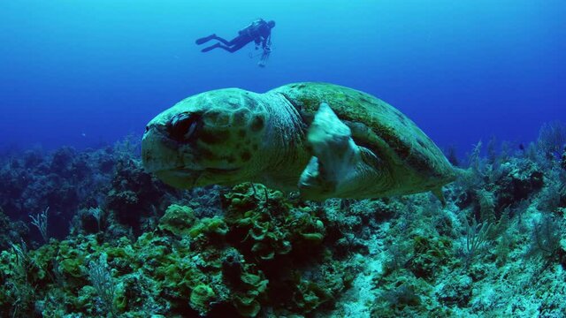 Two divers observing loggerhead turtle with short left fin