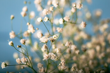 Small white flowers in front of a the blue background. Selective focus.