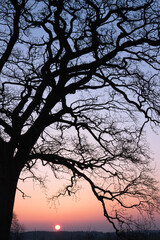 Fototapeta na wymiar Silhouette of leafless branches, tree funeral, forest cemetrey