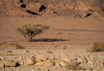 Izrael, Timna Park © Marcin