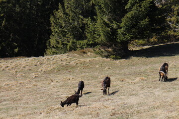 Pasture under Main ridge of Mala Fatra mountains near Suchy peak, Slovakia