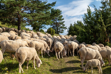 Obraz na płótnie Canvas Weideschafe im Schwarzwald, Schafe auf Weide