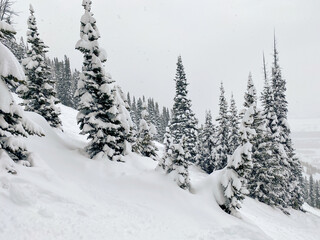 Winter snow in tree forest
