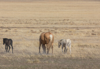 Obraz na płótnie Canvas Wild Horse Mare and Foal in the Utah Desert
