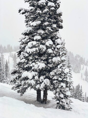 Winter snow in tree forest