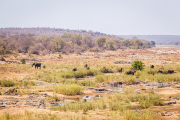 Fototapeta na wymiar A herd of Elephants graze slowly in the riverbed of the Olifants river. Kruger park, South Africa.