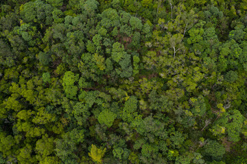 Obraz premium Top view of the lush green plant on mountain