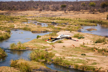 Saddle billed stork in flight across the Olifants river, Kruger national park, South Africa.
