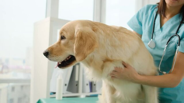 Golden retriever dog calmed down by palming veterinarian during appointment in clinic