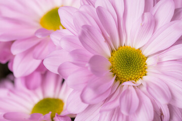 Close up of purple daisy flower