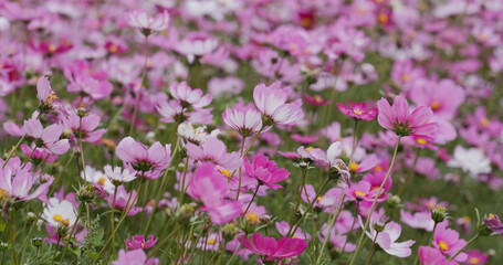Cosmos flower garden farm meadow