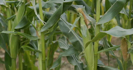 Corn maize agriculture nature field