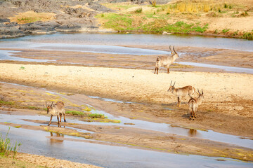 Fototapeta na wymiar Waterbuck standing in the riverbed of the Olifants river in the Kruger national park, South Africa.