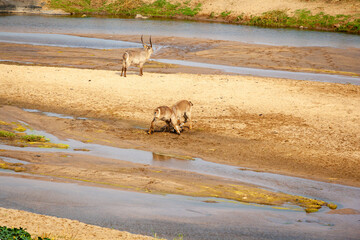 Waterbuck standing in the riverbed of the Olifants river in the Kruger national park, South Africa.