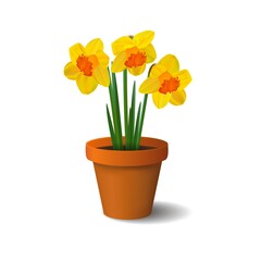 Daffodils in a ceramic pot