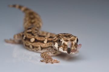 Viper gecko with fruit fly