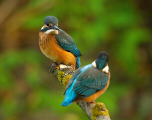 Сommon kingfisher, Alcedo atthis. Two birds are sitting on a branch next to each other