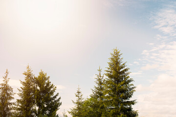 Coniferous trees shot against blue sky.Summer shot.