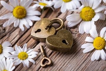 Golden padlock hearts with white daisy. Lock and key.