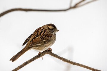 Sparrow