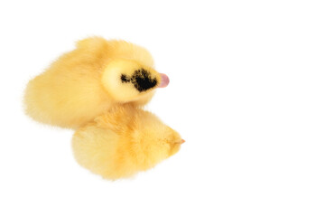 duckling and chick standing next © Gribanov