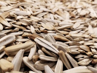 Sunflower seed and plant. Background image of sunflower seeds.