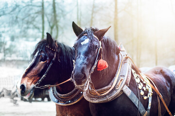 Draft horses in full harness.High quality photo