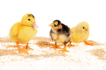 Duckling and two chicken eat